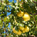 5 Organic Pear Tree Unrooted Cuttings, 10" Long Each, Perfect for Propagation, Fruit Tree, Grow Your Own Pears, Hardy and Easy to Grow