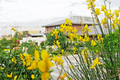 20 Spanish Broom Seeds (Spartium junceum) Weavers Broom, Yellow Flowering Bush Shrub, Hardy Shrub for Garden, Fragrant Plant Seeds