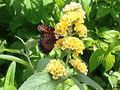 Buddleia Live Plant, Yellow Butterfly Bush, Buddleja davidii, Deciduous Shrub, USDA Zones 5-9, Fragrant Blooms