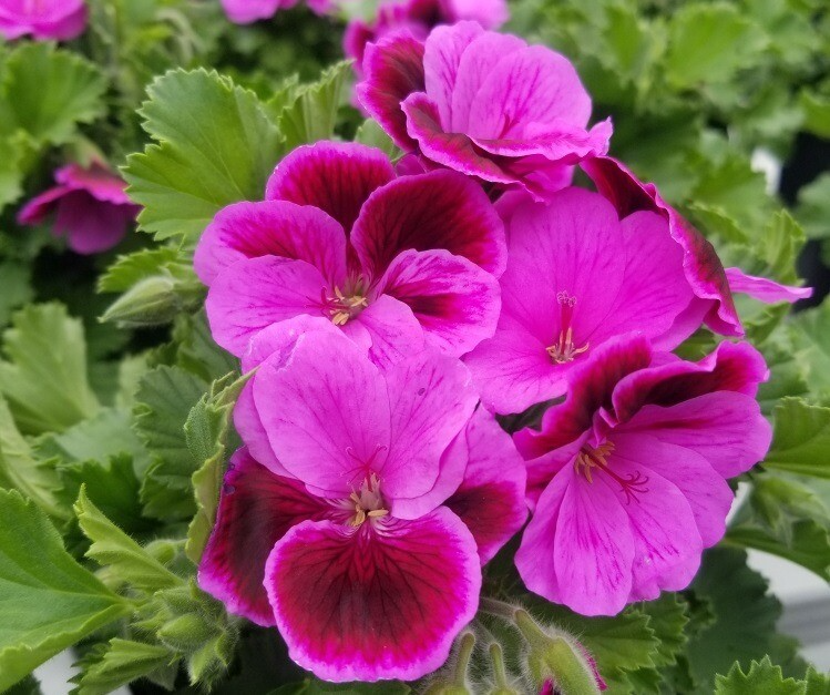 Geranium Pink/Purple 3 Fresh Organic Healthy Cuttings for Rooting | Pelargonium Plants