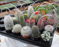 Lot of 10 Varieties Random Pick Cactus Unrooted Cuttings Bundle - Assorted Succulent Cuttings, Perfect for Propagation & Collection