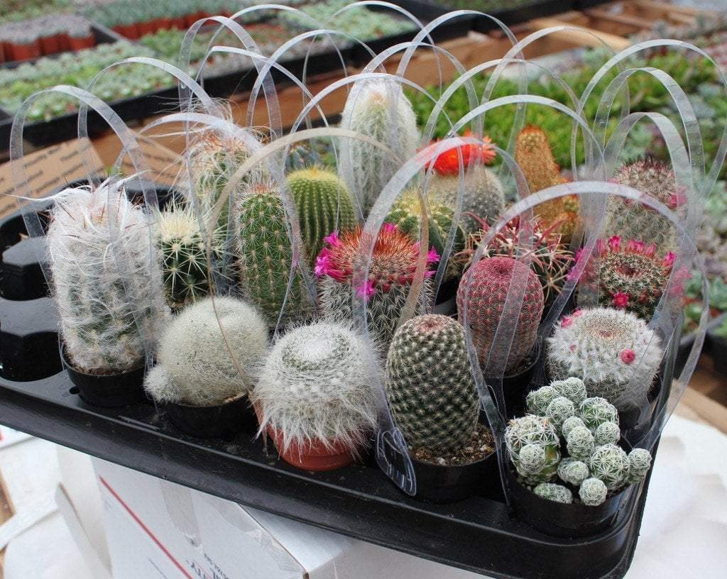 Lot of 10 Varieties Random Pick Cactus Unrooted Cuttings Bundle - Assorted Succulent Cuttings, Perfect for Propagation & Collection