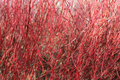10 Red Twig Dogwood Unrooted Cuttings (Cornus sericea) - Fast Growing Native Shrub, Ideal for Landscaping & Erosion Control
