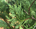 15 Leyland Cypress Tree Unrooted Cuttings 6-7" | Cupressus × leylandii, Privacy Hedge, Fast-Growing Evergreen