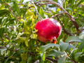 Pomegranate Cuttings - 8 Count - Punica granatum - Mature 9" Cuttings