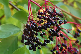 Adams Elderberry Cuttings - 12 Unrooted Stems, Fast-Growing Fruit Bush, White Flowers & Dark Blue Berries for Jams/Jelly, Zones 3-9