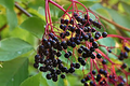 Adams Elderberry Cuttings - 12 Unrooted Stems, Fast-Growing Fruit Bush, White Flowers & Dark Blue Berries for Jams/Jelly, Zones 3-9