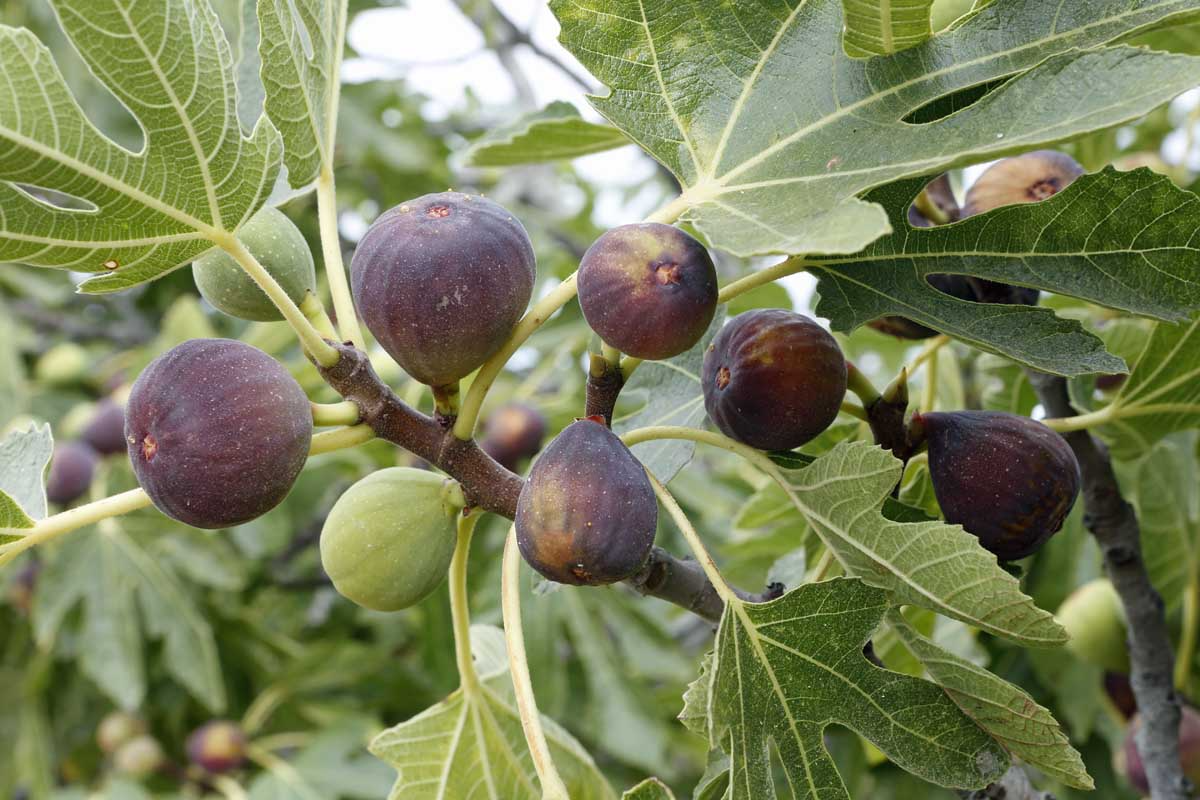 Violetta Fig Tree Cuttings, Cold Hardy, Large Sweet Fruit, USDA Zones 7-10, Propagation Ready, Vigorous Grower