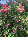 8 Unrooted Cuttings Southern Climbing Rose Heirloom Pink Blooms Fast Growing