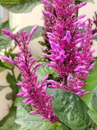 Purple Firespike Plant Cuttings – 25 Live Unrooted Odontonema strictum Cuttings for Garden Planting