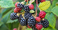 10 Organic Unrooted Thornless Blackberry Cuttings 5"-8" - Rubus fruticosus, Easy to Grow, Sweet Berries Plant, Home Garden, Fruit Cutting