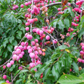 Wild Plum Cuttings - 12 Pack - Prunus americana - Hardy Native Fruit Tree - Pollinator Magnet -