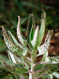 1 Mother of Thousands Plant (Kalanchoe) - Rooted Small Plant, Easy Care Succulent, Unique Indoor Plant, Fast-Growing, for Succulent Garden