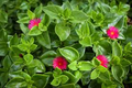 Aptenia Cordifolia Cuttings | 20 Red Apple Ice Plant | Baby Sun Rose | Succulent Groundcover | Drought Tolerant