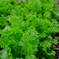 500 Seeds Mustard Southern Giant Curled for Planting (Brassica juncea) - Hearty, Curled Mustard Greens for Home Gardens, Fast-Growing