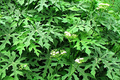 12 Chaya Cuttings Deep Lobed Unrooted 6-8” Long – Edible, Fast-Growing Organic Plant