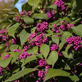 Beautyberry Bush Cuttings, Callicarpa americana, 7 Live Clippings, Purple Berries, USDA Zones 6-10, Wildlife Friendly
