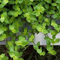 Tradescantia Bolivian Starter Plant, Rooted Cutting, Purple-Green Foliage, Trailing Houseplant, Pet-Friendly