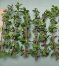 11 Elephant Bush Dwarf Jade Cuttings, Portulacaria Afra, Green/Red Stem, Unrooted 7-12", Succulent Plant for Propagation, Easy Care