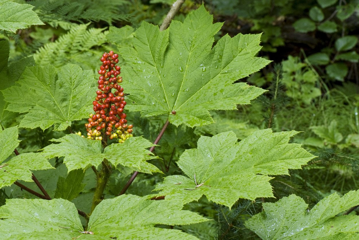 1 Devil's Club (Oplopanax horridus) Live Root – Alaska Wild Harvested for Planting