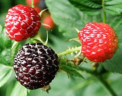2 Black Hawk Raspberry Plants - Rubus occidentalis | 1–2 Year Old Hardy Live Fruit Plants | Sweet Black Raspberries for Garden