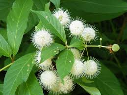 3 Buttonbush Plants - Cephalanthus occidentalis | 12–18” Live Bare Root | Native Shrub for Wetlands, Wildlife & Rain Gardens