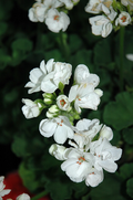 1 Well Rooted Geranium ‘Patriot White’ Live Plant Bright Crystal White Zonal Geranium (Pelargonium) Hardy Flowering Plant for Garden & Pots