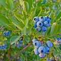 Vaccinium Cuttings - 4 Count - Evergreen Blueberry - Ornamental Shrub