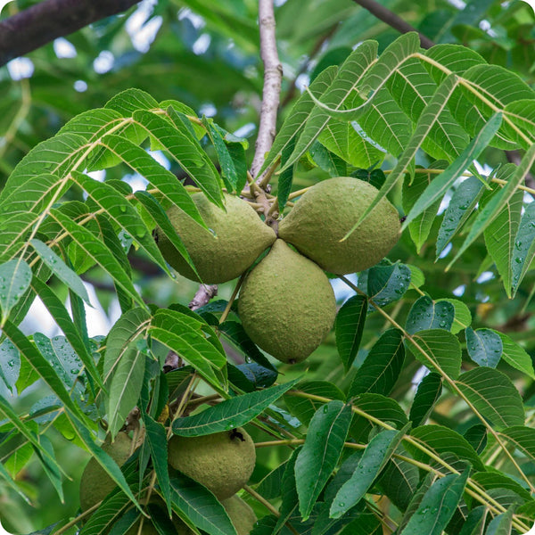 10 Black Walnut Tree Seeds - Juglans nigra | Hardy Perennial Nut Tree | Fast-Growing Shade Tree for Landscaping