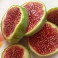 White Adriatic Fig Tree Cuttings | 5 Unrooted Cuttings | Heirloom Variety | Easy to Root | Home Garden Fruit Plant