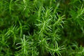 Rosemary Cuttings - 6 Live 4-6" Cuttings, Rosmarinus officinalis, Herb Propagation