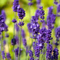 150 English Lavender Seeds | Lavandula angustifolia | Non-GMO Fragrant Herb and Flower for Borders, Pots & Pollinator Gardens