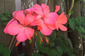 Pelargonium Zonal Geranium, 4 Orange-Pink Flower Cuttings, 6" Unrooted Stems, USDA Zones 9-11