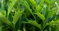 1 Oak Leaf Holly Unrooted Cutting | Ilex Latifolia | Evergreen Shrub for Gardening | Hardy Holly Cutting for Planting