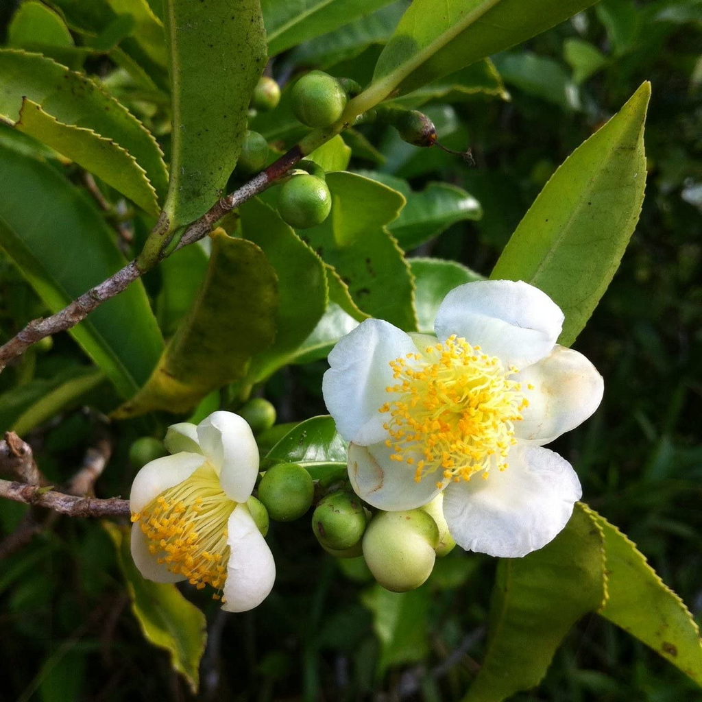 5 Tea Shrub Seeds (Camellia sinensis), Black, White, Green Tea Leaf Tree Plant, Grow Your Own Tea, Organic, Perfect for Garden or Home