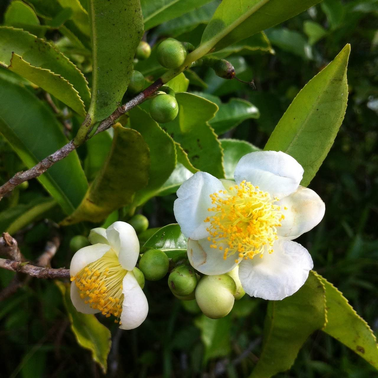 5 Tea Shrub Seeds (Camellia sinensis), Black, White, Green Tea Leaf Tree Plant, Grow Your Own Tea, Organic, Perfect for Garden or Home