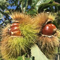 20 Dunstan Chestnut Seeds - Hybrid American-Chinese | Castanea dentata x mollissima | Edible Nut Tree Seeds for Planting