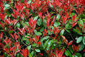 Photinia x Fraseri Cuttings - 10 Count - Red Tip Shrub - Evergreen Hedge Plant