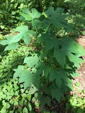 Maple Leaf Chaya Cuttings - SM Flat Rate Box (12-15 Pcs), Superfood Spinach Tree, Drought-Resistant, Easy to Grow, Nutrient-Rich Leaves