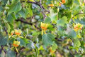 6+ Tulip Tree Cuttings | Liriodendron tulipifera | Fast-Growing Shade Tree | Green-Yellow Tulip Flowers