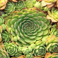 Sempervivum Tectorum Hens and Chicks - 20 Succulent Cuttings, 1-1.5 Inches