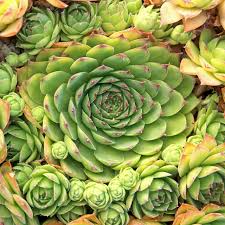 Sempervivum Tectorum Hens and Chicks - 20 Succulent Cuttings, 1-1.5 Inches