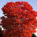 Red Maple Tree Cuttings, Acer rubrum, 12 Live Clippings, Color-Changing Foliage, USDA Zones 3-9, Wildlife Habitat