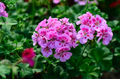 12 Hardy Fragrant Pink Flower Geranium Unrooted Cuttings - Ideal for Propagation, Container Plants, Garden Borders, and Pollinator-Friendly