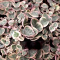 Variegated String of Arrows Cuttings, Ceropegia woodii 'Variegata', Propagation Cup, Trailing Succulent, Rare Variety