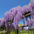 10 Hardy Purple Wisteria Unrooted Cuttings 6" - Wisteria Sinensis for Garden, Vines, and Pergolas