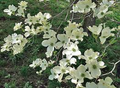 10 Flowering Dogwood Seeds | Cornus florida | Ornamental Tree for Landscaping & Wildlife Gardens | Non-GMO Spring Blooms