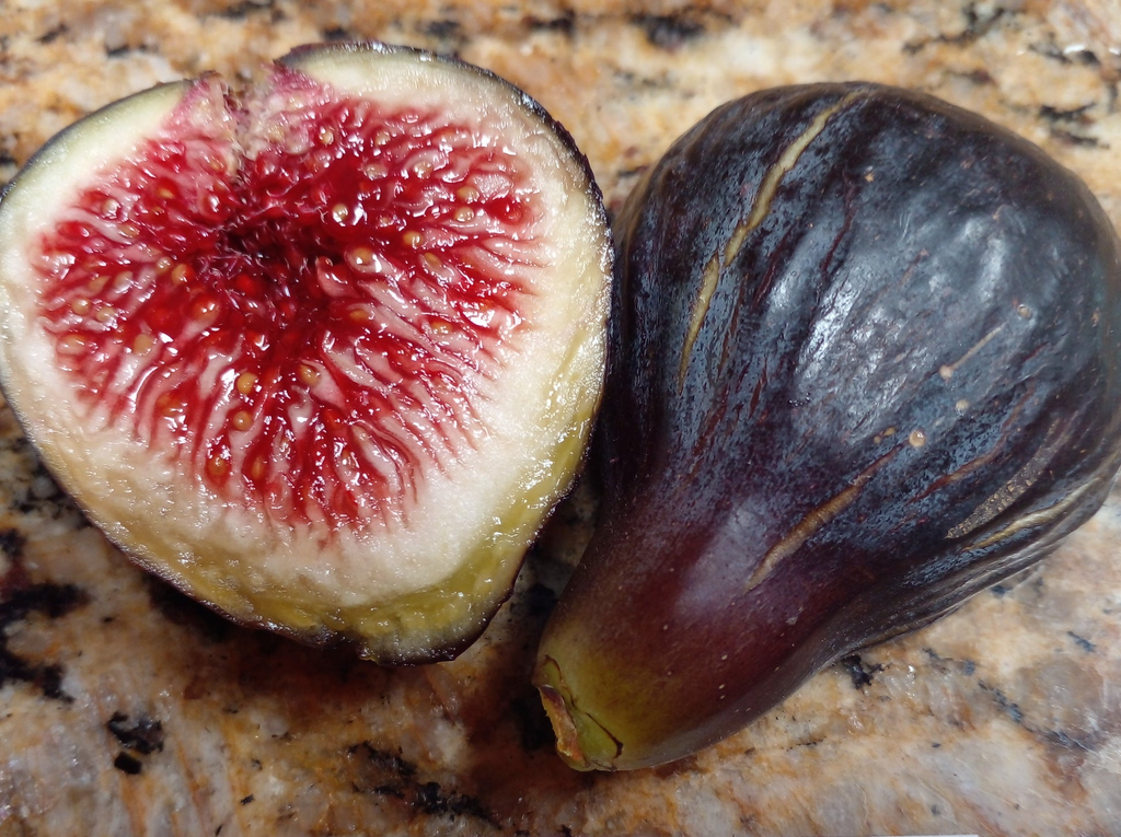 Black Madeira Fig Cuttings, Ficus carica, 2 Hardwood Stems, 8-10" Length, USDA Zones 7-10