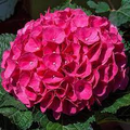 Magenta Hydrangea Cuttings, 8 Live Stems, 6" Length, Summer Blooming Shrub, USDA Zones 5-9