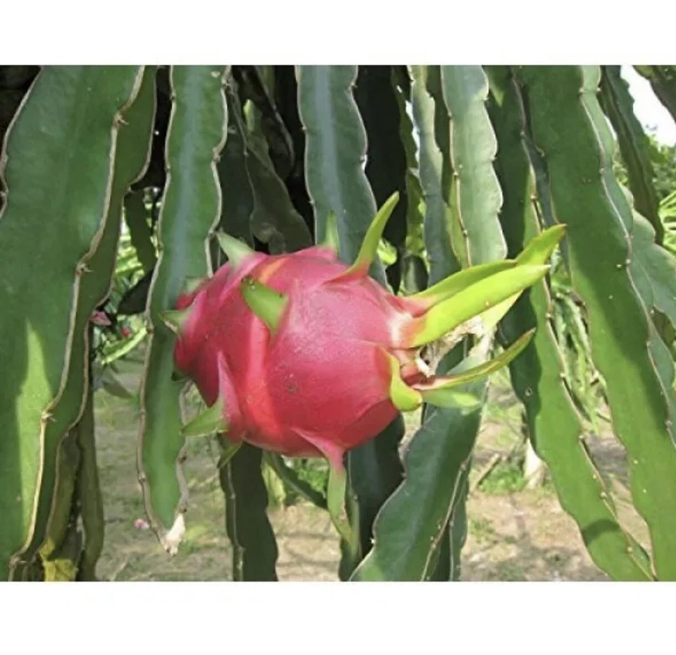 Robles Red Dragon Fruit Cuttings - 2 Pcs (8-10"), Self-Pollinating, Fast-Growing Pitaya, Tropical Fruit Plant, Exotic Cactus, Easy Care